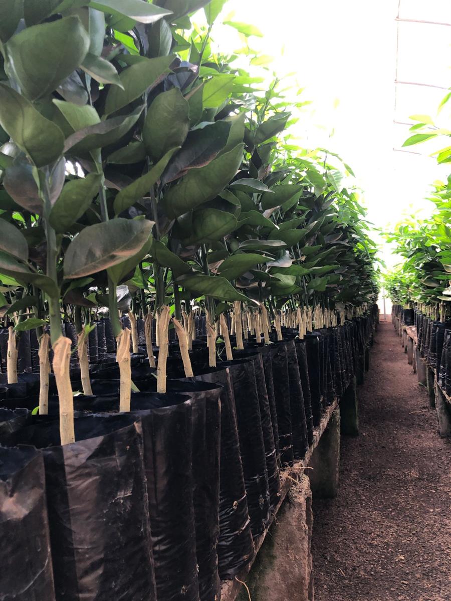 Fileira de mudas citricas enxertadas em sacos, dentro da estufa do viveiro